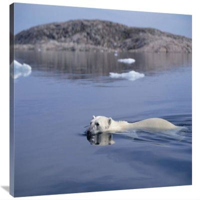 24 x 36 in. Polar Bear Swimming, Wager Bay, Canada Art Print - Flip Nicklin