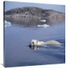 24 x 36 in. Polar Bear Swimming, Wager Bay, Canada Art Print - Flip Nicklin view 1