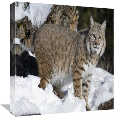 12 x 18 in. Bobcat in The Snow, Kalispell, Montana Art Print - Matthias Breiter