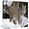 12 x 18 in. Bobcat in The Snow, Kalispell, Montana Art Print - Matthias Breiter view 1
