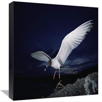 12 x 18 in. Swallow-Tailed Gull Departs at Dusk to Feed Far Offshore, Galapagos Islands Art Print - Tui De Roy