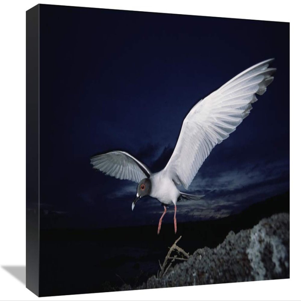 12 x 18 in. Swallow-Tailed Gull Departs at Dusk to Feed Far Offshore, Galapagos Islands Art Print - Tui De Roy