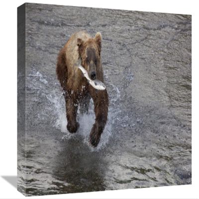 12 x 18 in. Grizzly Bear Young Male with Sockeye Salmon Prey Along Brooks River, Katmai National Park, Alaska Art Print - Matthias Breiter