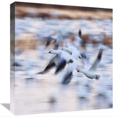 12 x 18 in. Snow Goose Flock Flying Over Wetland, Bosque Del Apache NWR, New Mexico Art Print - Konrad Wothe