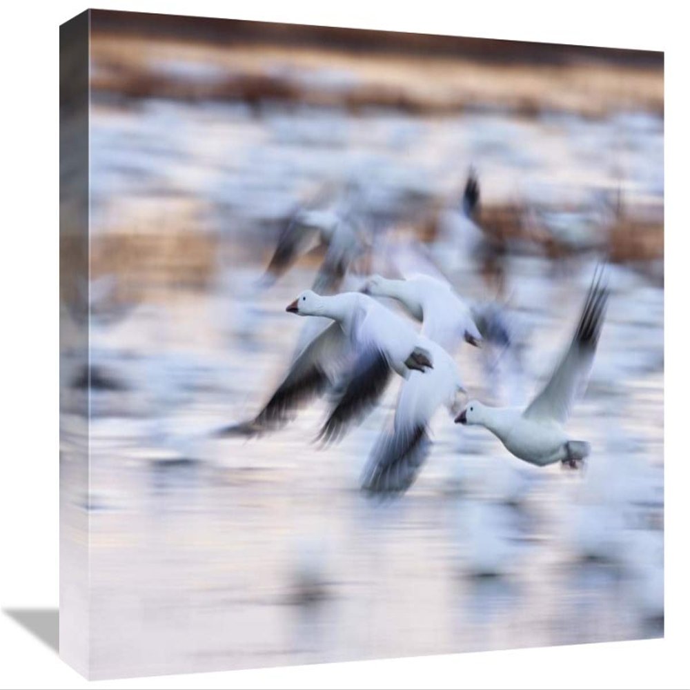 12 x 18 in. Snow Goose Flock Flying Over Wetland, Bosque Del Apache NWR, New Mexico Art Print - Konrad Wothe