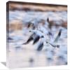 12 x 18 in. Snow Goose Flock Flying Over Wetland, Bosque Del Apache NWR, New Mexico Art Print - Konrad Wothe view 1