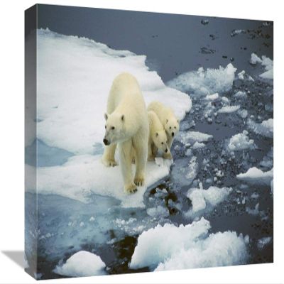 12 x 18 in. Polar Bear Mother with Two Cubs on Pack-Ice, Arctic Art Print - Ingrid Visser