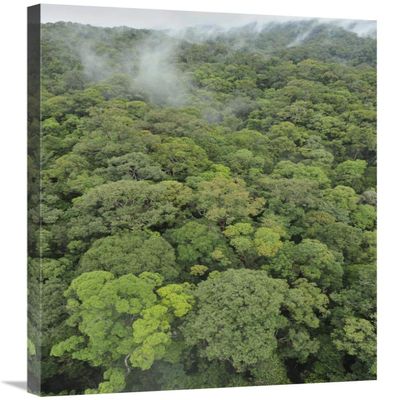 24 x 36 in. Canopy of Lowland Mixed Dipterocarp Forest, Lambir Hills National Park, Borneo, Malaysia Art Print - Chien Lee