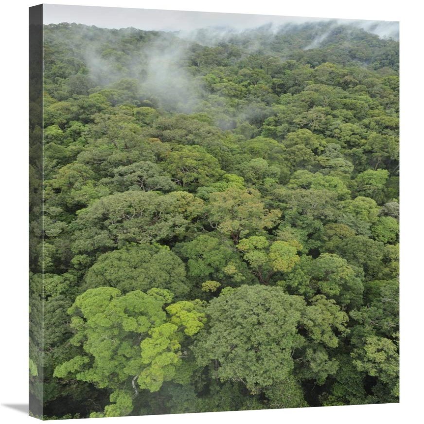 24 x 36 in. Canopy of Lowland Mixed Dipterocarp Forest, Lambir Hills National Park, Borneo, Malaysia Art Print - Chien Lee