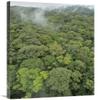 24 x 36 in. Canopy of Lowland Mixed Dipterocarp Forest, Lambir Hills National Park, Borneo, Malaysia Art Print - Chien Lee view 1