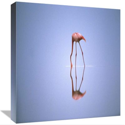 12 x 18 in. Greater Flamingo Feeding, Africa Art Print - Gerry Ellis