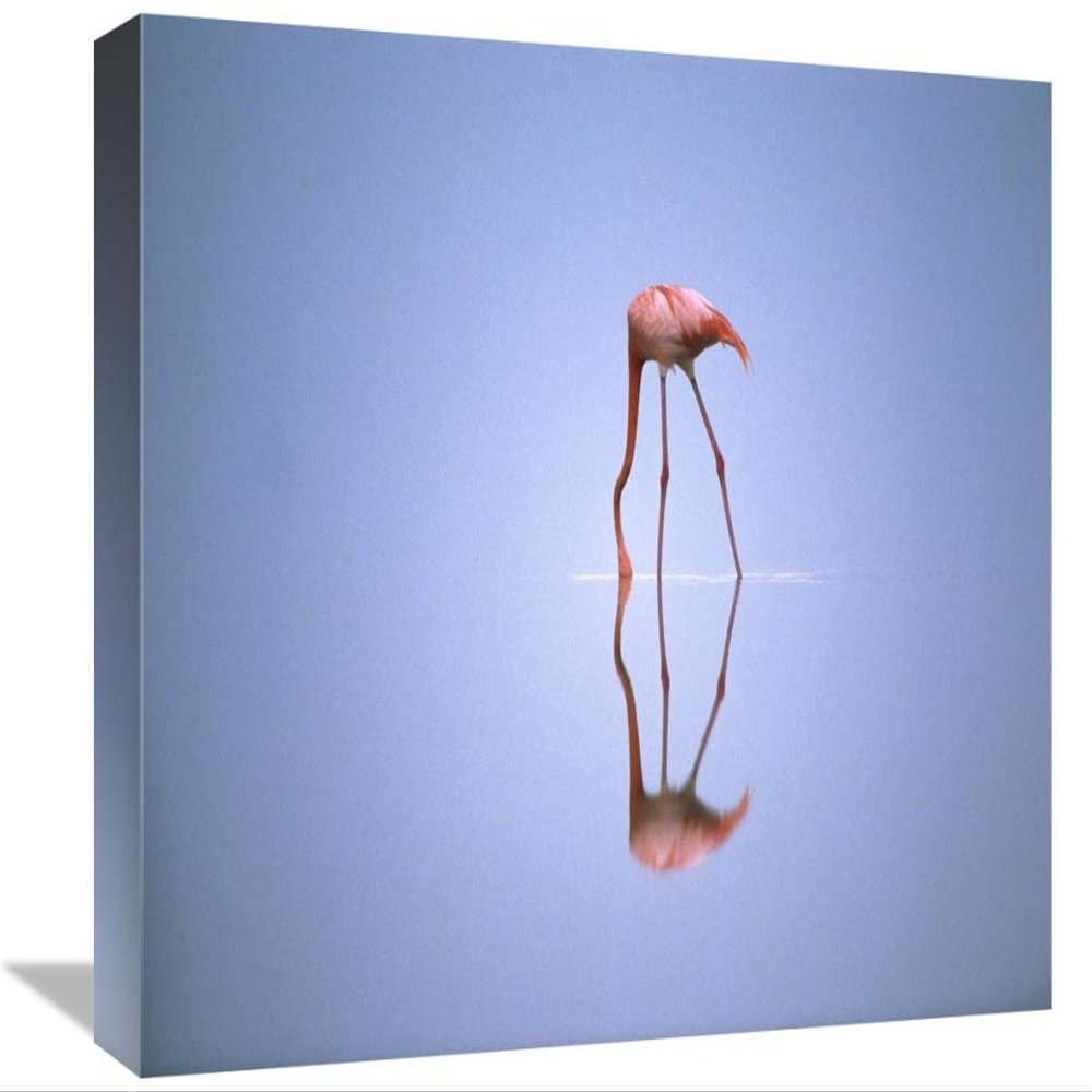 12 x 18 in. Greater Flamingo Feeding, Africa Art Print - Gerry Ellis