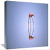 12 x 18 in. Greater Flamingo Feeding, Africa Art Print - Gerry Ellis view 1