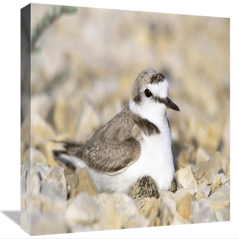 12 x 18 in. Kentish Plover Male at Nest, Europe Art Print - Konrad Wothe