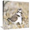 12 x 18 in. Kentish Plover Male at Nest, Europe Art Print - Konrad Wothe view 1
