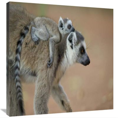 20 x 30 in. Ring-Tailed Lemur Baby Riding on Mothers Back, Vulnerable, Berenty Private Reserve, Madagascar Art Print - Cyril Ruoso