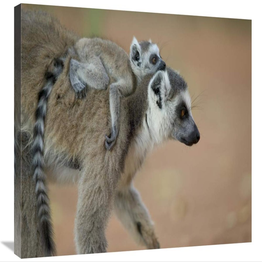 20 x 30 in. Ring-Tailed Lemur Baby Riding on Mothers Back, Vulnerable, Berenty Private Reserve, Madagascar Art Print - Cyril Ruoso