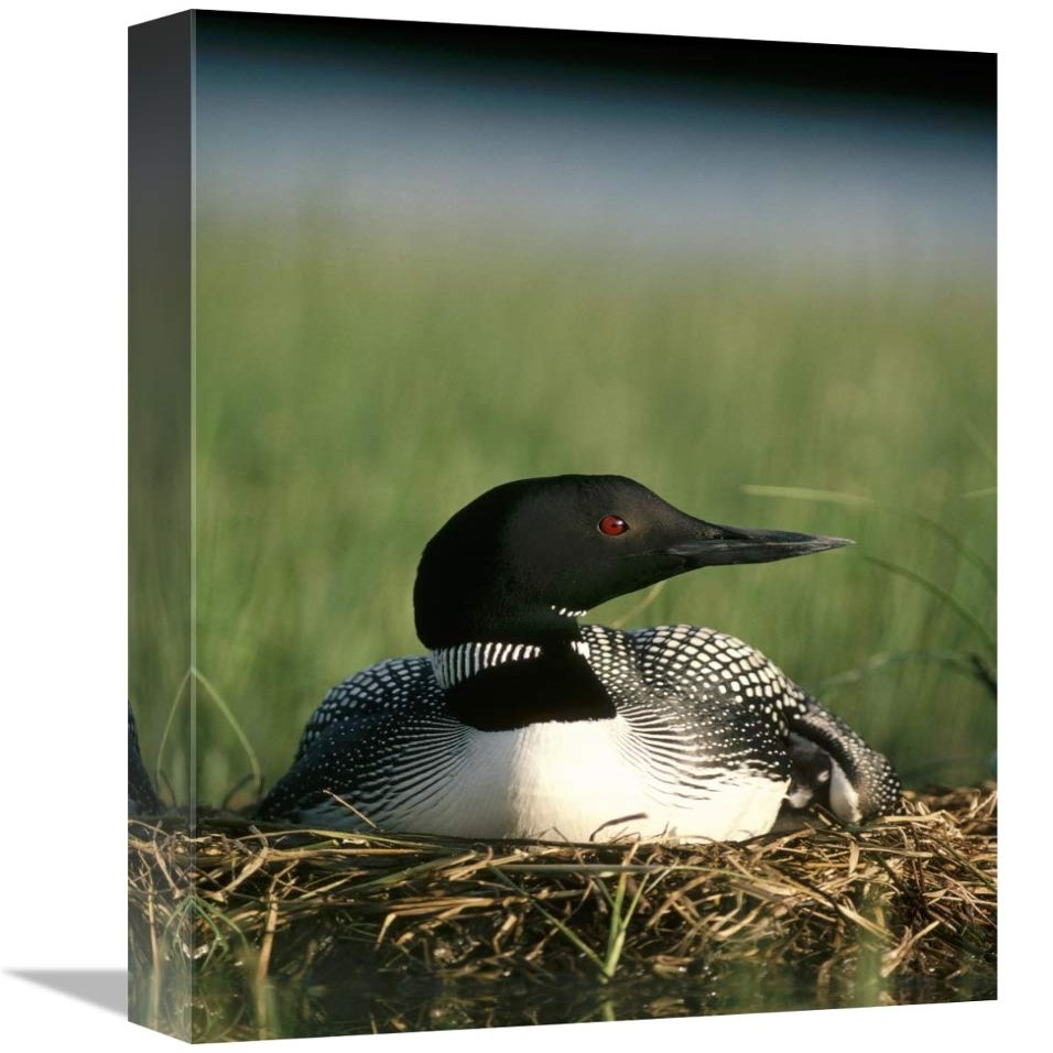 12 x 18 in. Common Loon on Nest with One-Day-Old Chick, Summer, Wyoming Art Print - Michael Quinton