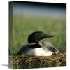12 x 18 in. Common Loon on Nest with One-Day-Old Chick, Summer, Wyoming Art Print - Michael Quinton view 1