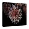 Jaxson Rea "Peach Dahlias Gallery Wrapped Canvas by Elise Catterall, 32" x 24" view 1