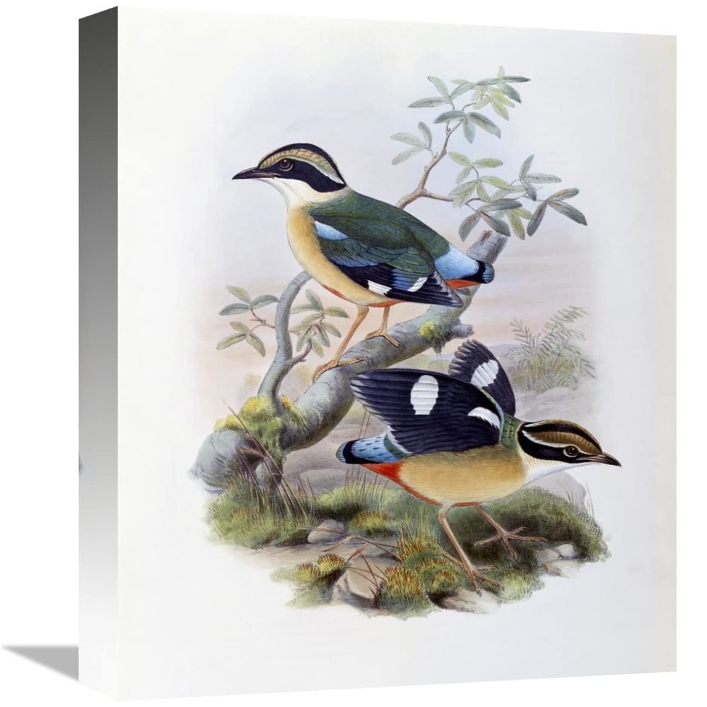 16 in. Bengal Pitta Art Print - John Gould