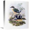 16 in. Bengal Pitta Art Print - John Gould view 1