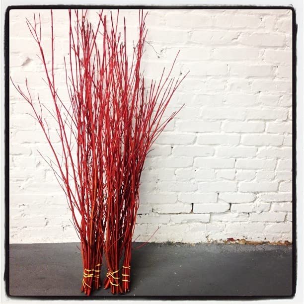 Red Dogwood Branches, Vase Filler Decor 30-36 Inches Tall - 100% All Natural, Grown and Shipped from Iowa, USA. - Vase Filler, Wedding Decoration (100 Branches)