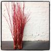 Red Dogwood Branches, Vase Filler Decor 30-36 Inches Tall - 100% All Natural, Grown and Shipped from Iowa, USA. - Vase Filler, Wedding Decoration (100 Branches) view 1