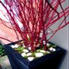 Red Dogwood Branches, Vase Filler Decor 30-36 Inches Tall - 100% All Natural, Grown and Shipped from Iowa, USA. - Vase Filler, Wedding Decoration (100 Branches) view 2