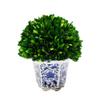 7.9" Preserved Boxwood Ball Tree in a Greek-style Blue and White Ceramic Pot - with Hand-Painted Floral Designs, Adding an Elegant Look to any room - Indoor/Outdoor Garden & Windowsills. view 1