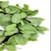 20" Frosted Green Bay Leaf Wreath Faux view 2