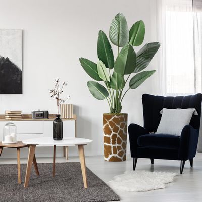 Artificial Tree in Contemporary Planter, Fake Bird of Paradise Silk Tree for Indoor and Outdoor Home Decoration - 67" Overall Tall (Plant Pot Plus Tree)