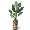 Artificial Tree in Contemporary Planter, Fake Bird of Paradise Silk Tree for Indoor and Outdoor Home Decoration - 67" Overall Tall (Plant Pot Plus Tree) view 2