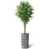 Artificial Tree in Contemporary Pattern Planter, Fake Ficus Silk Tree for Indoor and Outdoor Home Decoration - 75" Overall Tall (Plant Pot Plus Tree) view 1