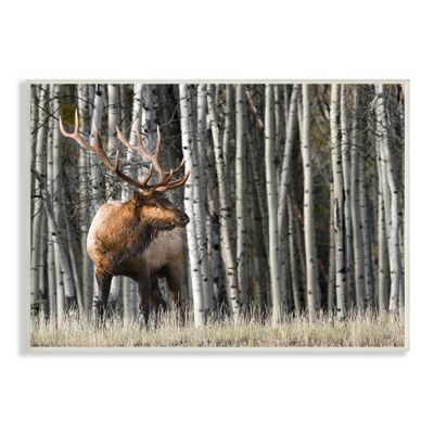 Stupell Industries Elk Looming Out Birch Trees Animal Forest Photograph, Design by Danita Delimont