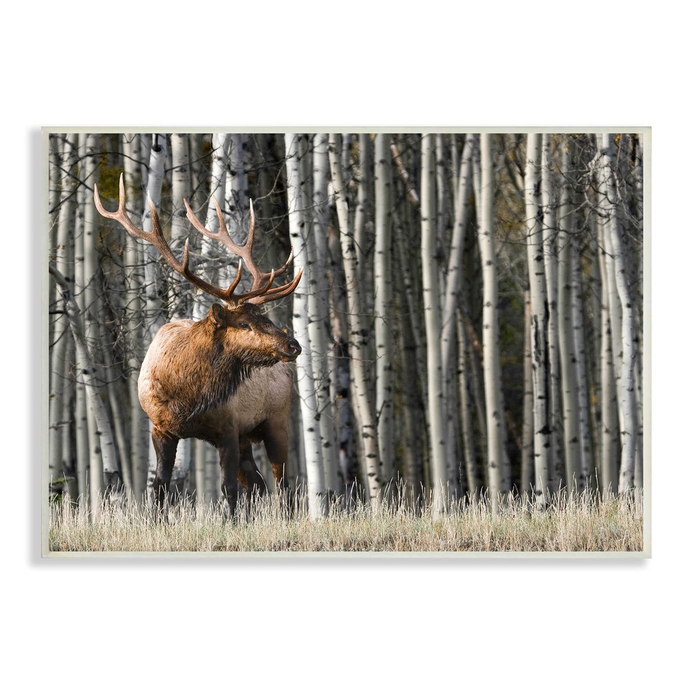 Stupell Industries Elk Looming Out Birch Trees Animal Forest Photograph, Design by Danita Delimont