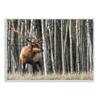 Stupell Industries Elk Looming Out Birch Trees Animal Forest Photograph, Design by Danita Delimont view 1
