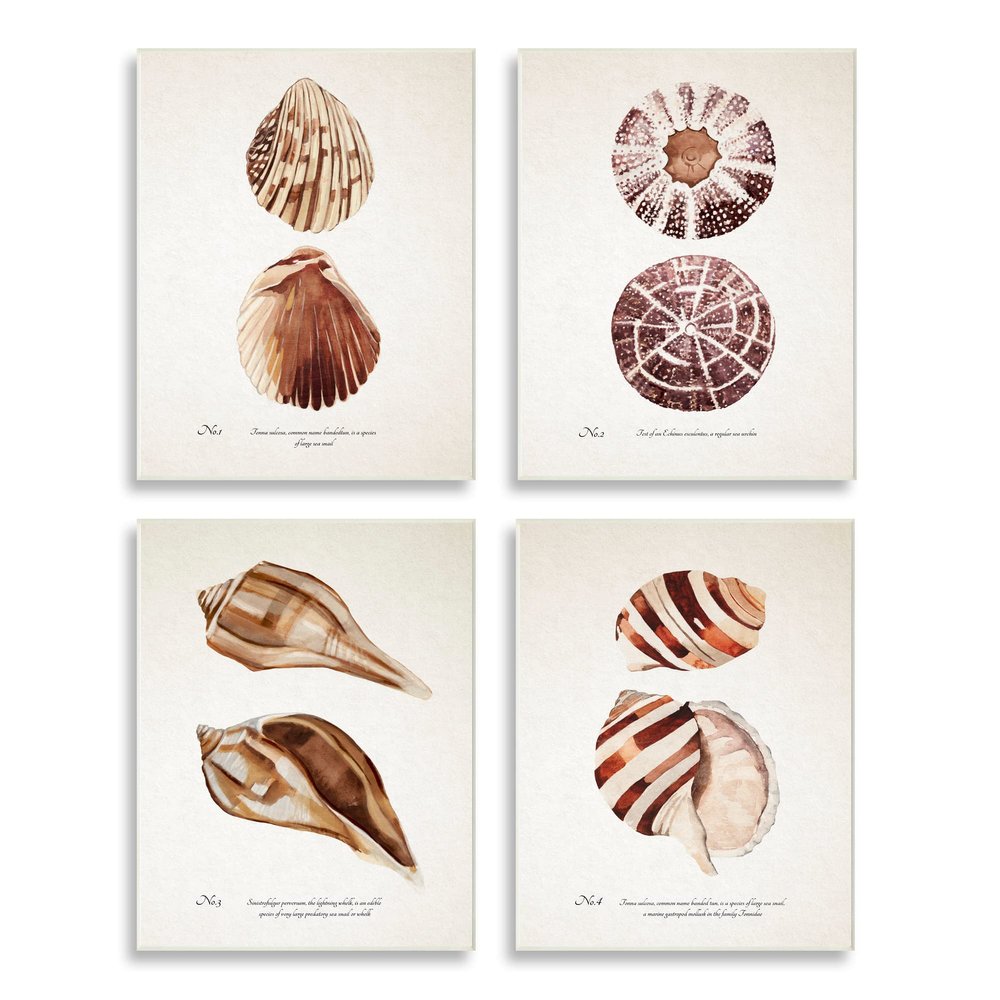 Stupell Industries Elegant Beach Seashells Exquisite Marine Life, Design by Annie Warren