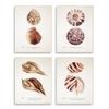 Stupell Industries Elegant Beach Seashells Exquisite Marine Life, Design by Annie Warren view 1