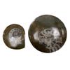 VIE Goniatite Buttons, Standard, 5-9cm view 3