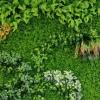 QIAOH Artificial Boxwood Panels 12PCS, Grass Wall Panels, Greenery Wall Backdrop, Green Wall Backdrop, Boxwood Hedges Wall Backdrop Outdoor Indoor Backyard view 3