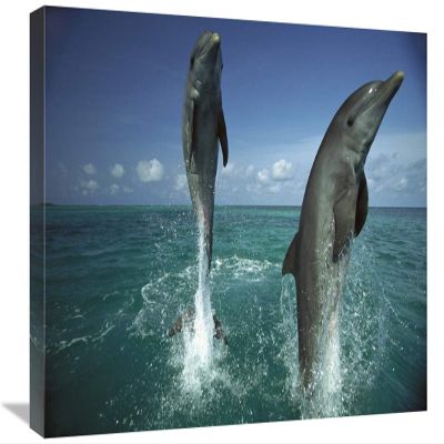 16 x 24 in. Bottlenose Dolphin Pair Leaping from Water, Caribbean Art Print - Konrad Wothe