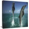 16 x 24 in. Bottlenose Dolphin Pair Leaping from Water, Caribbean Art Print - Konrad Wothe view 1
