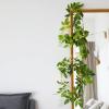 Solar Fairy String Lights Leaves Arfificial Ivy Vine Maple Plant Green Garland Hanging Cute Wall Bedroom Office Curtain Decor (Ivy Vine Warm White,5M) view 3