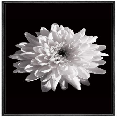 NWT Framed Canvas Print Wall Art Detailed Blooming Chrysanthemum Floral Plants Photography Modern Art Rustic Closeup Dramatic Dark Black and White for Living Room, Bedroom, Office - 16"x24" Black