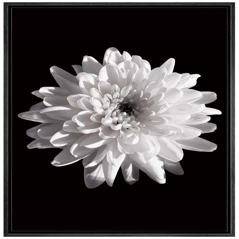 NWT Framed Canvas Print Wall Art Detailed Blooming Chrysanthemum Floral Plants Photography Modern Art Rustic Closeup Dramatic Dark Black and White for Living Room, Bedroom, Office - 16"x24" Black