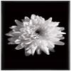 NWT Framed Canvas Print Wall Art Detailed Blooming Chrysanthemum Floral Plants Photography Modern Art Rustic Closeup Dramatic Dark Black and White for Living Room, Bedroom, Office - 16"x24" Black view 1