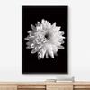 NWT Framed Canvas Print Wall Art Detailed Blooming Chrysanthemum Floral Plants Photography Modern Art Rustic Closeup Dramatic Dark Black and White for Living Room, Bedroom, Office - 16"x24" Black view 2