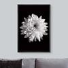 NWT Framed Canvas Print Wall Art Detailed Blooming Chrysanthemum Floral Plants Photography Modern Art Rustic Closeup Dramatic Dark Black and White for Living Room, Bedroom, Office - 16"x24" Black view 3