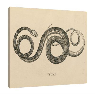 Jaxson Rea "Vintage Viper Crop Gallery Wrapped Canvas by Wild Apple Portfolio, 15" x 12"
